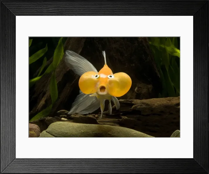 Framed Print : Aquarium Fish Framed Print : Aquarium Fish