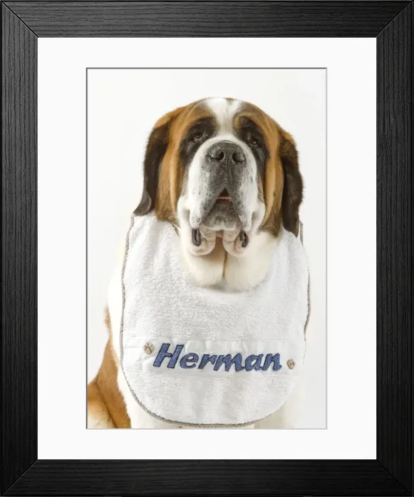 Framed Print : Dog - Saint Bernard wearing bib Framed Print : Dog - Saint Bernard wearing bib