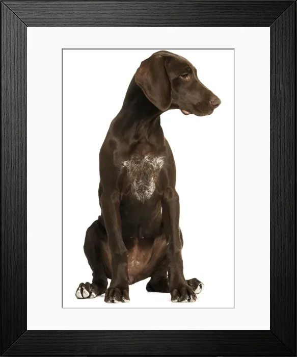 Framed Print : Dog - German Shorthaired Pointer - 4 month old puppy Framed Print : Dog - German Shorthaired Pointer - 4 month old puppy