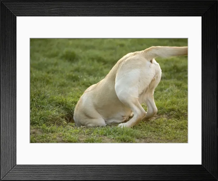 Framed Print : Labrador - with head down hole Framed Print : Labrador - with head down hole