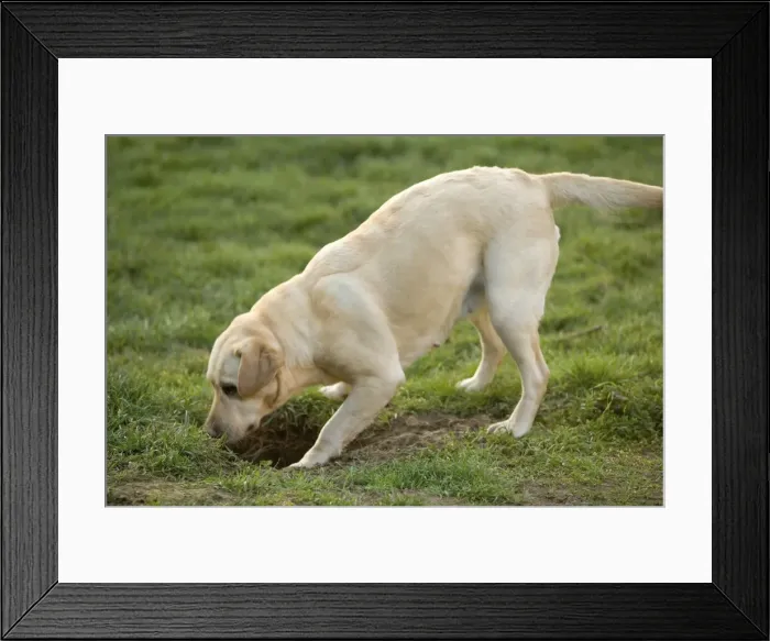 Framed Print : Labrador - with head down hole Framed Print : Labrador - with head down hole