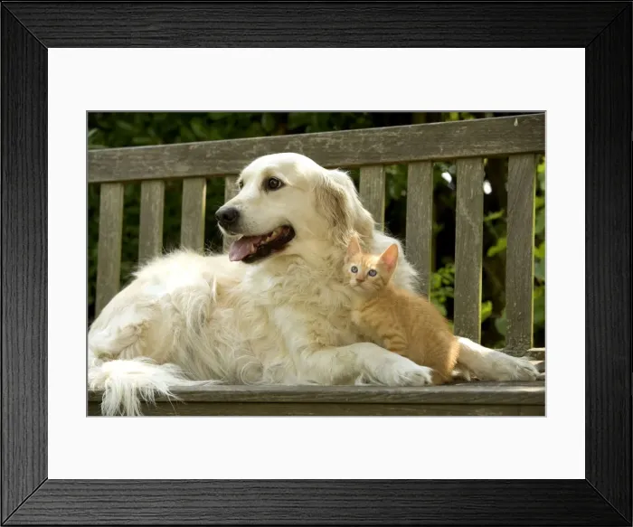 Framed Print : Dog - Golden Retreiver and ginger kitten Framed Print : Dog - Golden Retreiver and ginger kitten