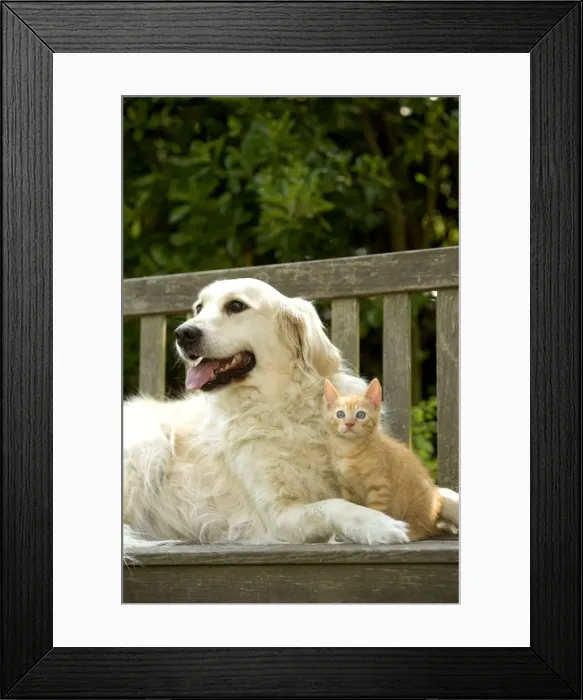 Framed Print : Dog - Golden Retriever and ginger kitten Framed Print : Dog - Golden Retriever and ginger kitten