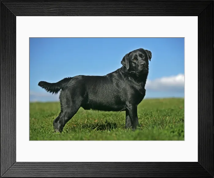 Framed Print : Black Labrador - standing Framed Print : Black Labrador - standing