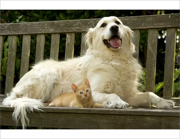 Dog - Golden Retriever and ginger kitten