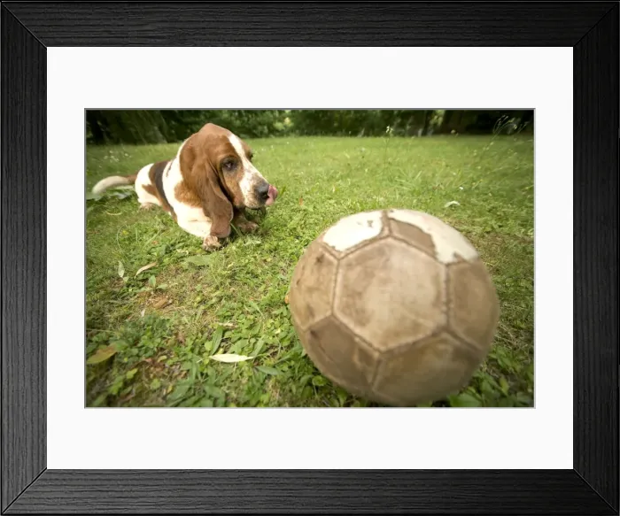 Framed Print : Basset Hound - watching football Framed Print : Basset Hound - watching football