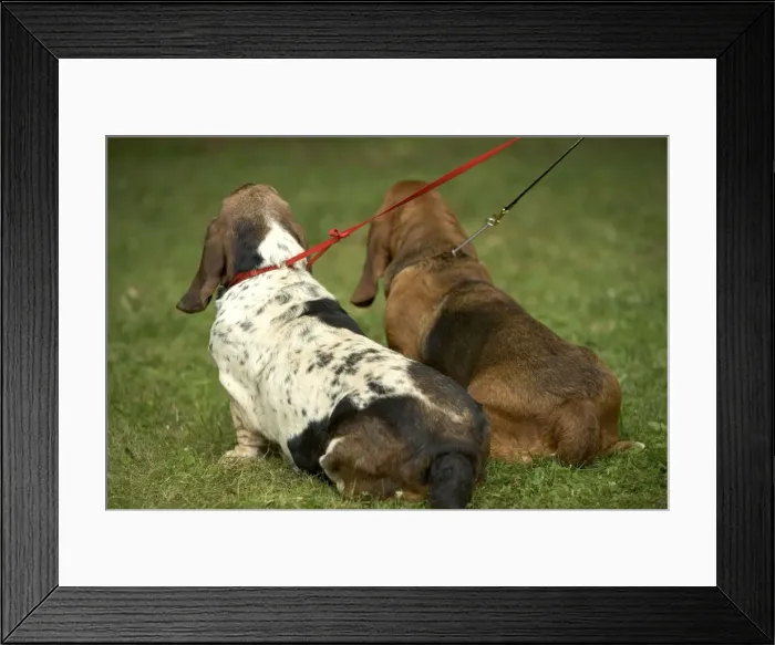 Framed Print : Basset Hound - back view on leads