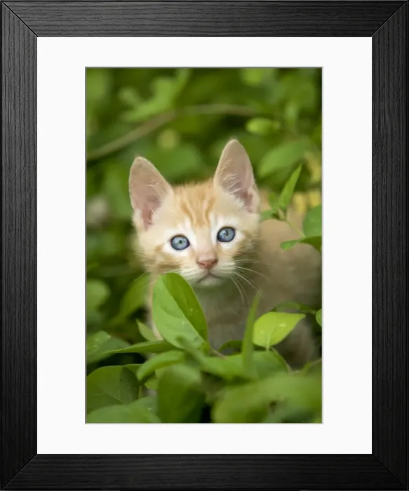 Framed Print : Cat - ginger kitten Framed Print : Cat - ginger kitten