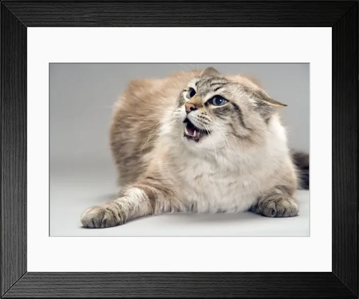 Framed Print : Cat - snarling / angry Framed Print : Cat - snarling / angry