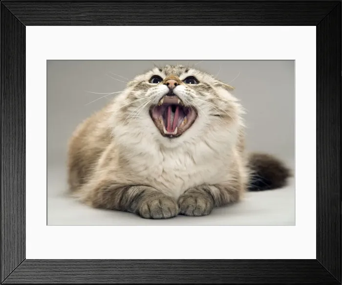 Framed Print : Cat - snarling / angry Framed Print : Cat - snarling / angry