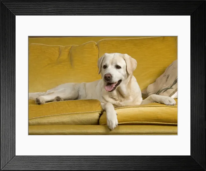 Framed Print : Labrador - lying on sofa Framed Print : Labrador - lying on sofa