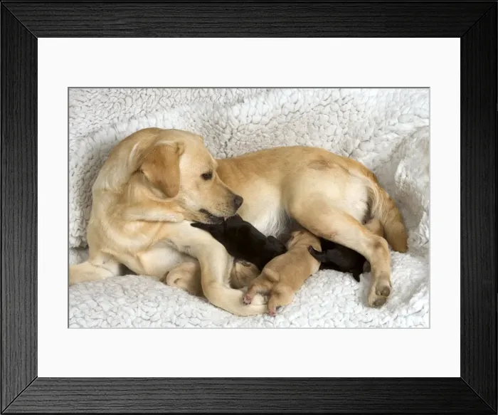 Framed Print : Labrador - with young puppies suckling Framed Print : Labrador - with young puppies suckling
