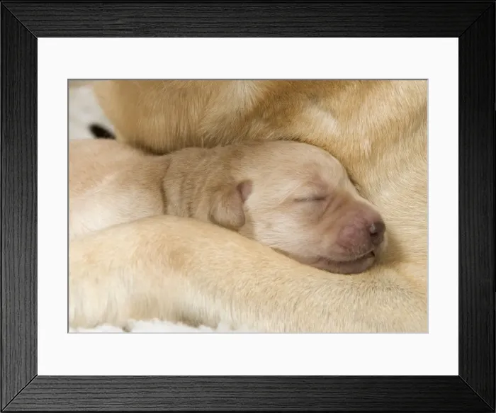 Framed Print : Labrador -young puppies sleeping Framed Print : Labrador -young puppies sleeping