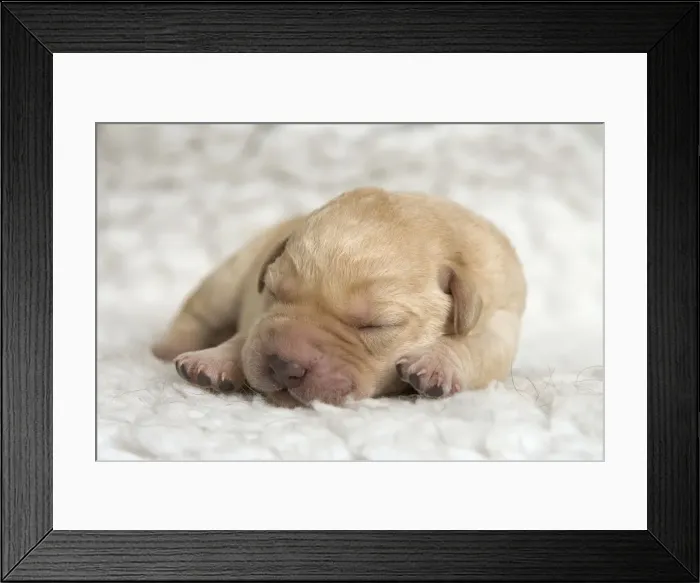 Framed Print : Labrador - young puppy sleeping Framed Print : Labrador - young puppy sleeping