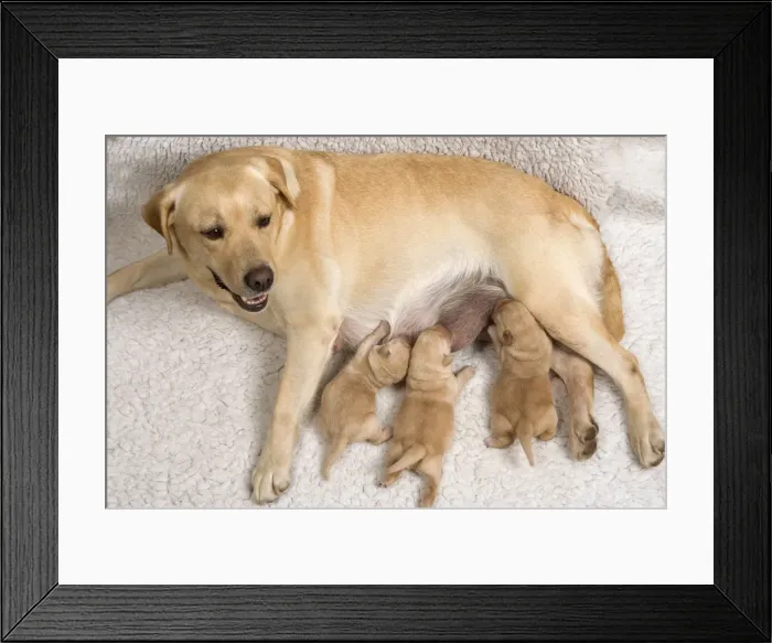 Framed Print : Labrador - with young puppies suckling