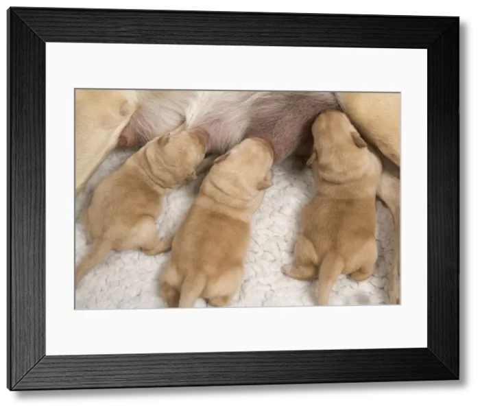 Framed Print : Labrador -young puppies suckling Framed Print : Labrador -young puppies suckling