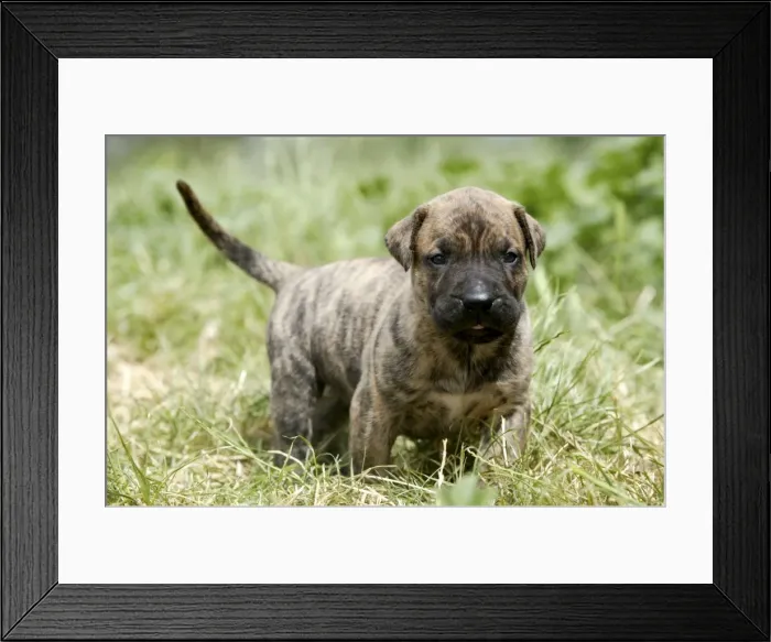 Framed Print : Canary Dog - puppy Framed Print : Canary Dog - puppy