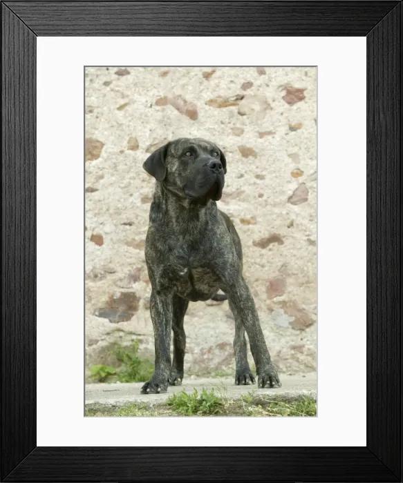 Framed Print : Canary Dog Framed Print : Canary Dog