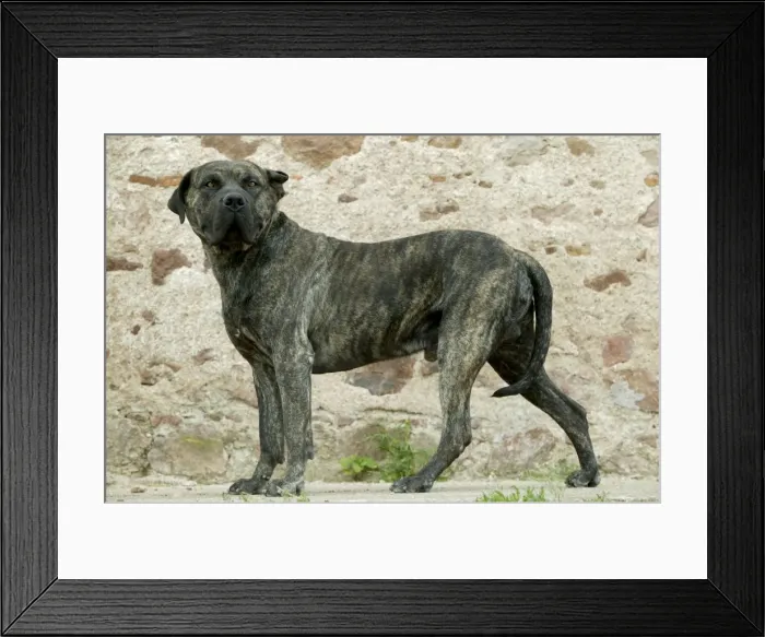 Framed Print : Canary Dog Framed Print : Canary Dog