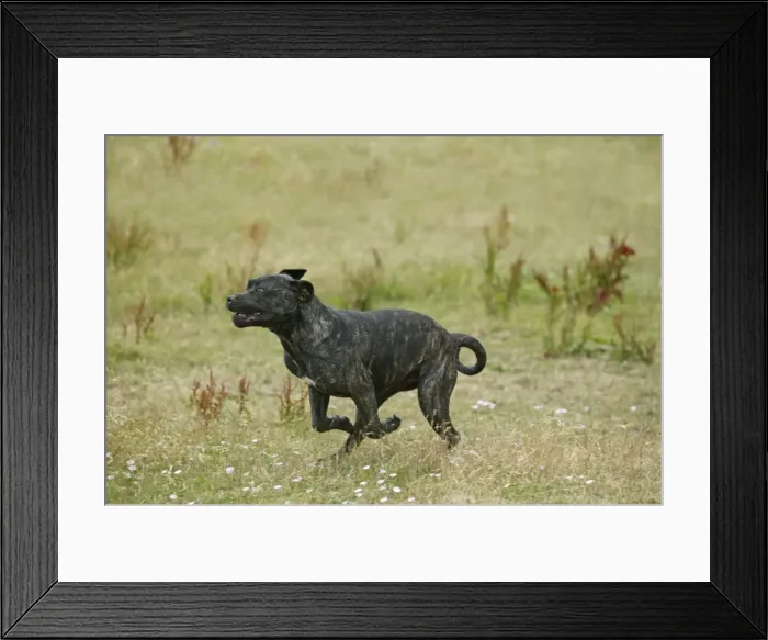 Framed Print : Canary Dog - running Framed Print : Canary Dog - running