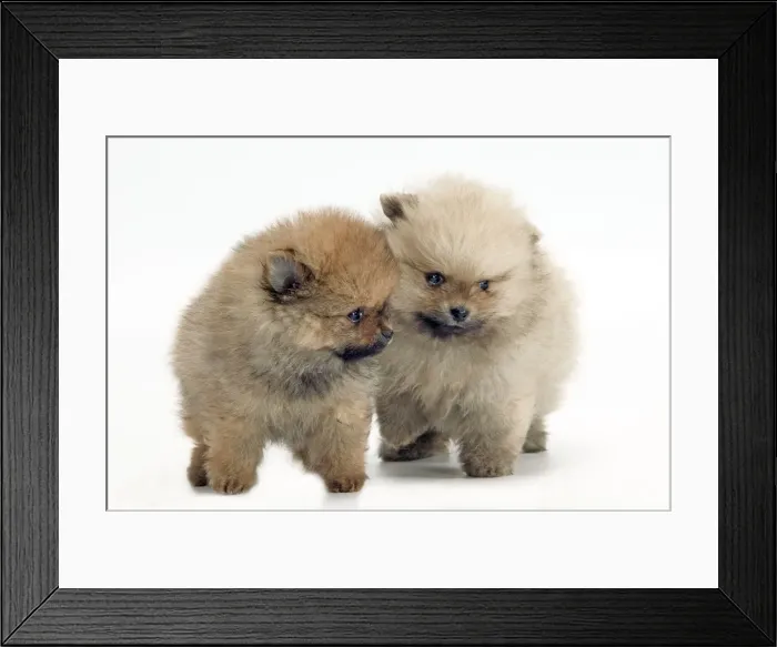 Framed Print : Dog - Pomeranian smallest member of the German Spitz Group Framed Print : Dog - Pomeranian smallest member of the German Spitz Group