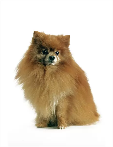 Dog - Pomeranian. smallest member of the German Spitz Group