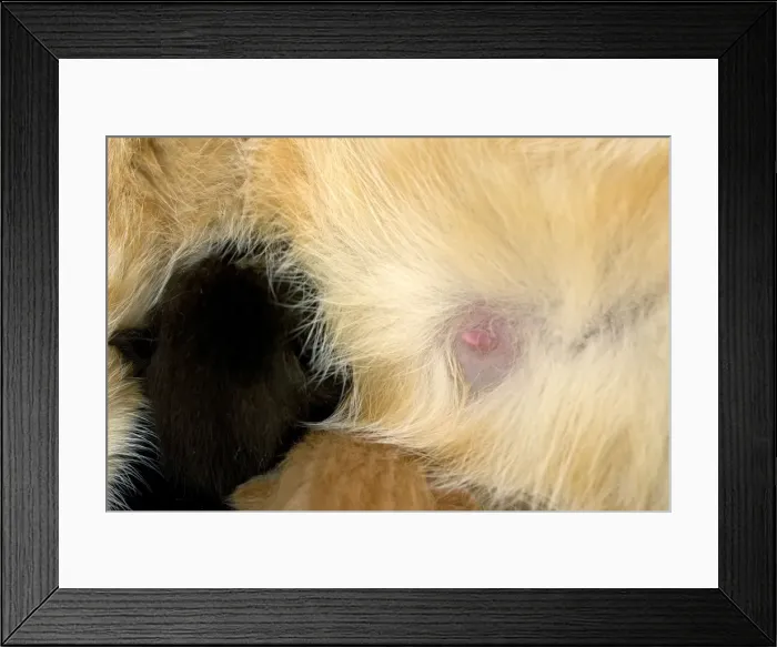 Framed Print : Cat - European ginger tabby showing teet and kittens Framed Print : Cat - European ginger tabby showing teet and kittens