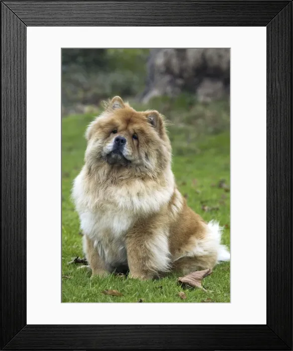 Framed Print : Chow Chow. LA-2968. Chow Chow. Jean Michel Labat Framed Print : Chow Chow. LA-2968. Chow Chow. Jean Michel Labat