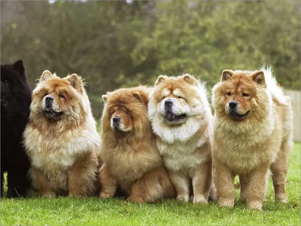 Chow Chow - line of five