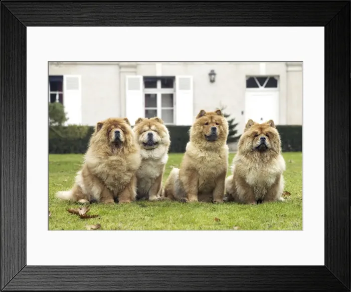 Framed Print : Chow Chow - line of four Framed Print : Chow Chow - line of four