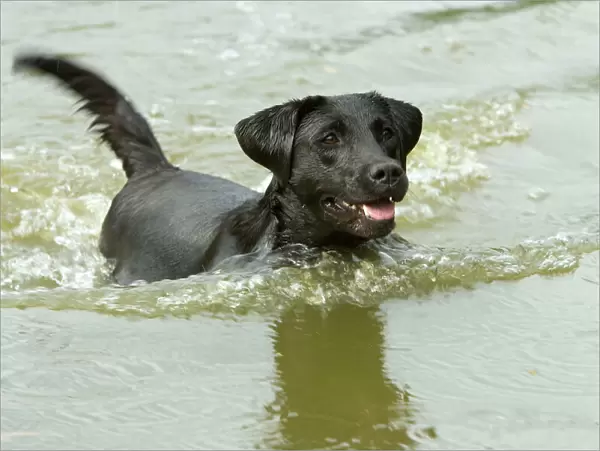 Black Labrador - swimming in water