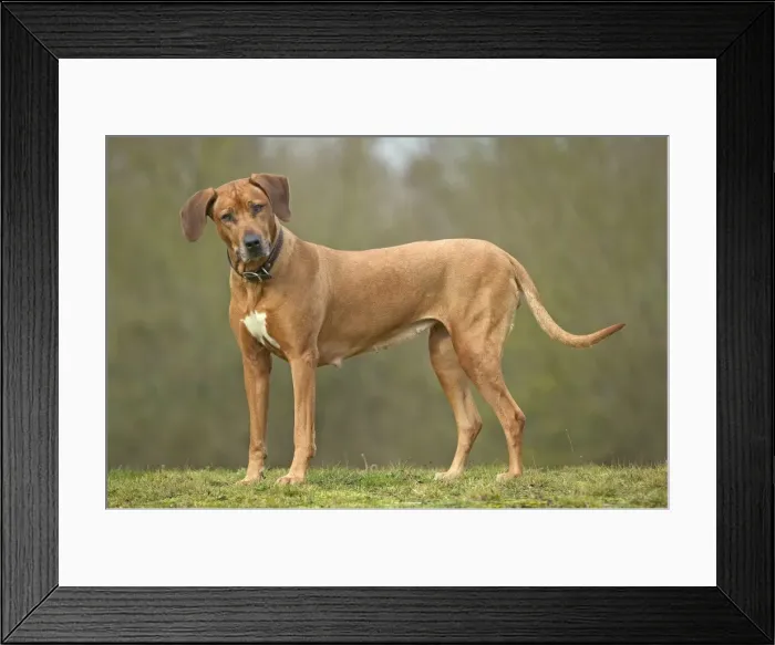 Framed Print : Rhodesian Ridgeback - standing, ears cocked Framed Print : Rhodesian Ridgeback - standing, ears cocked