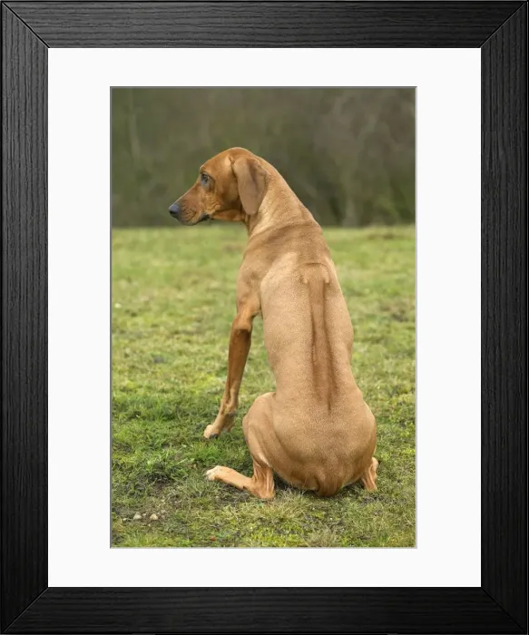 Framed Print : Rhodesian Ridgeback - sitting, back view Framed Print : Rhodesian Ridgeback - sitting, back view