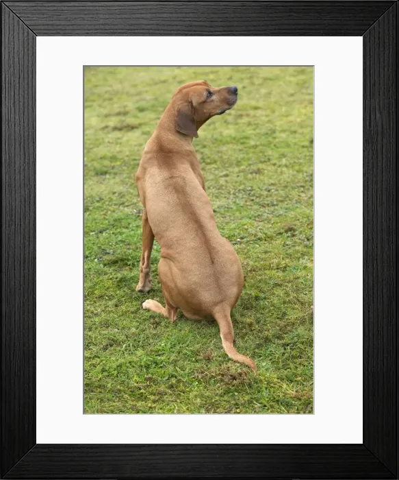 Framed Print : Rhodesian Ridgeback - sitting Framed Print : Rhodesian Ridgeback - sitting