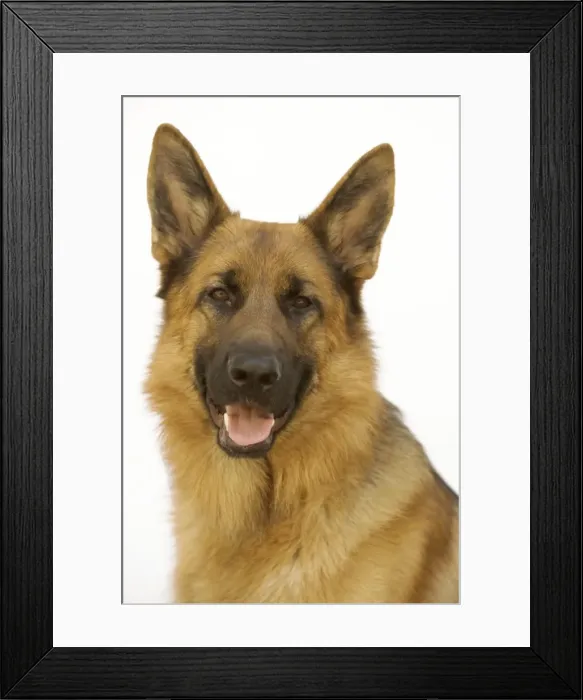 Framed Print : Mongrel Dog Framed Print : Mongrel Dog