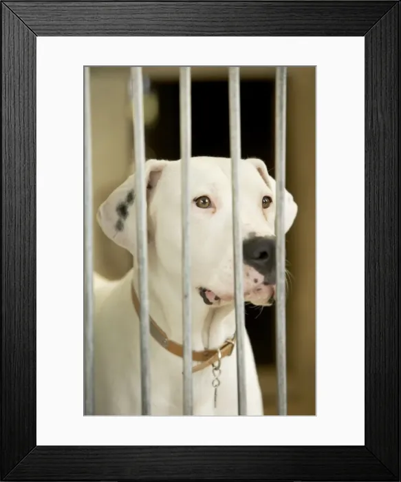Framed Print : Mongrel Dog - behind bars Framed Print : Mongrel Dog - behind bars