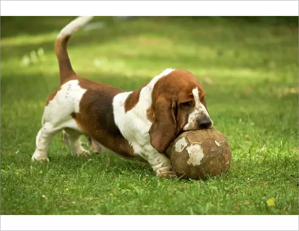 Basset Hound - playing with football