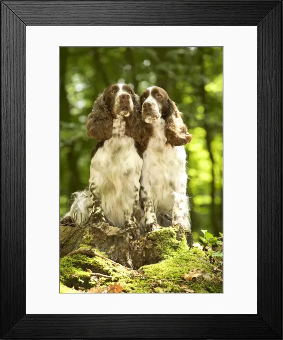 Framed Print : Dog - two English springer spaniels in woodland Framed Print : Dog - two English springer spaniels in woodland