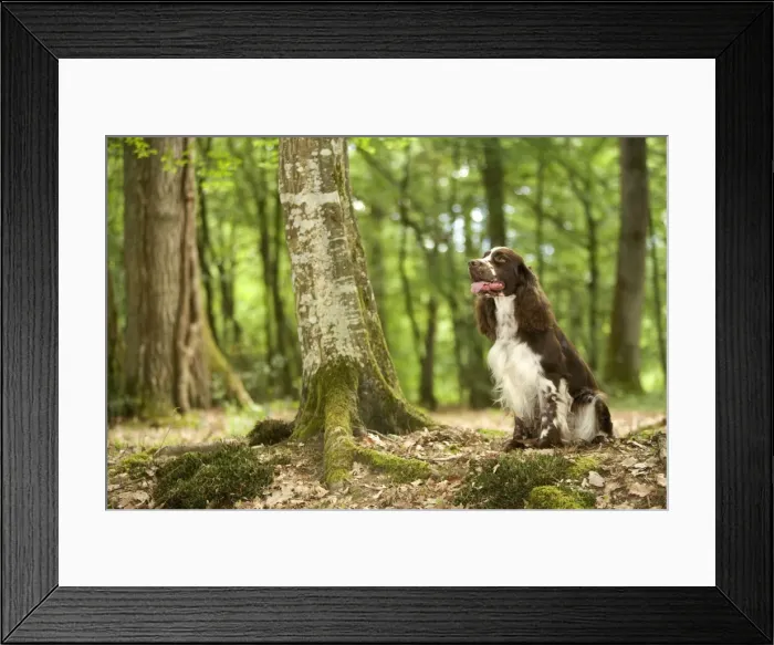 Framed Print : Dog - English springer spaniel in woodland