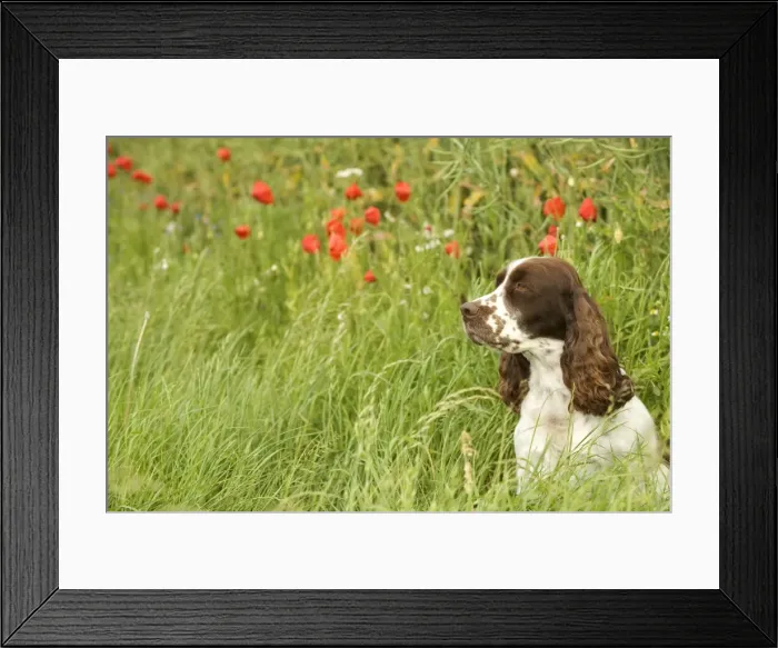 Framed Print : Dog - English springer spaniel sitting in field with poppies Framed Print : Dog - English springer spaniel sitting in field with poppies