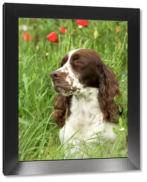 Dog - English springer spaniel sitting in field with poppies