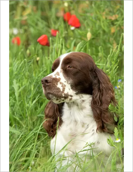 Dog - English springer spaniel sitting in field with poppies