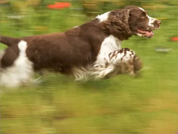 Dog - English springer spaniel running