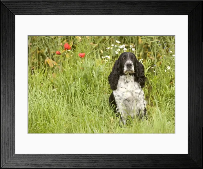 Framed Print : Dog - English springer spaniel Framed Print : Dog - English springer spaniel