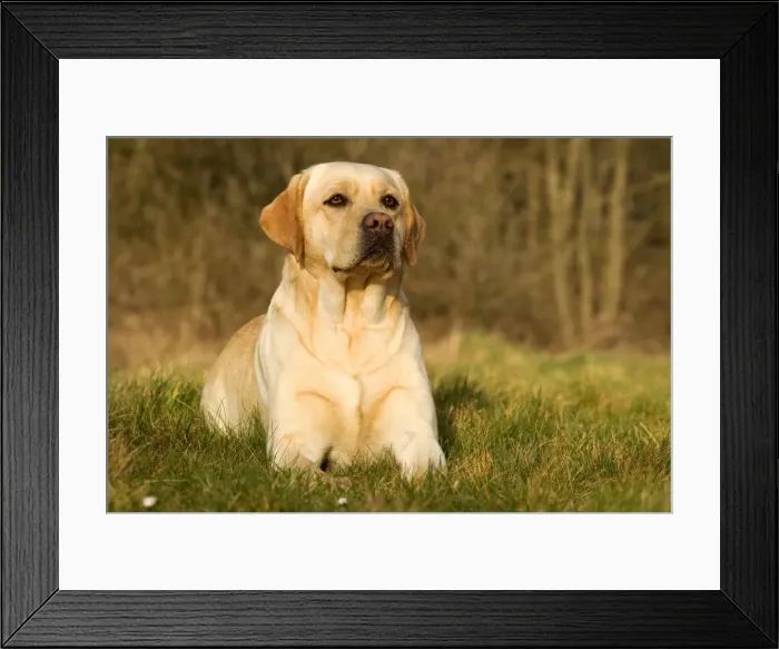 Framed Print : Yellow Labrador Framed Print : Yellow Labrador