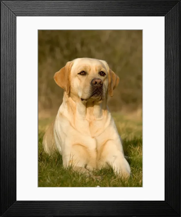 Framed Print : Yellow Labrador Framed Print : Yellow Labrador
