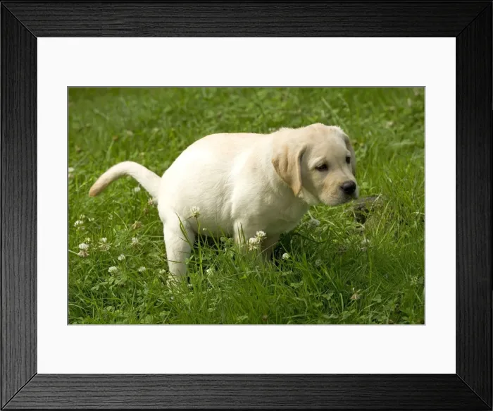 Framed Print : Labrador - puppy defecating Framed Print : Labrador - puppy defecating