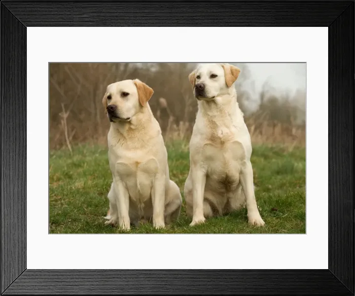 Framed Print : Labradors - sitting Framed Print : Labradors - sitting