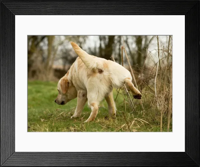Framed Print : Labrador - urinating Framed Print : Labrador - urinating