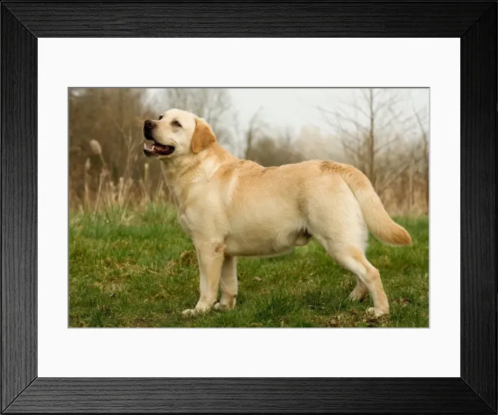 Framed Print : Labrador. LA-3019. Labrador. Jean Michel Labat Framed Print : Labrador. LA-3019. Labrador. Jean Michel Labat
